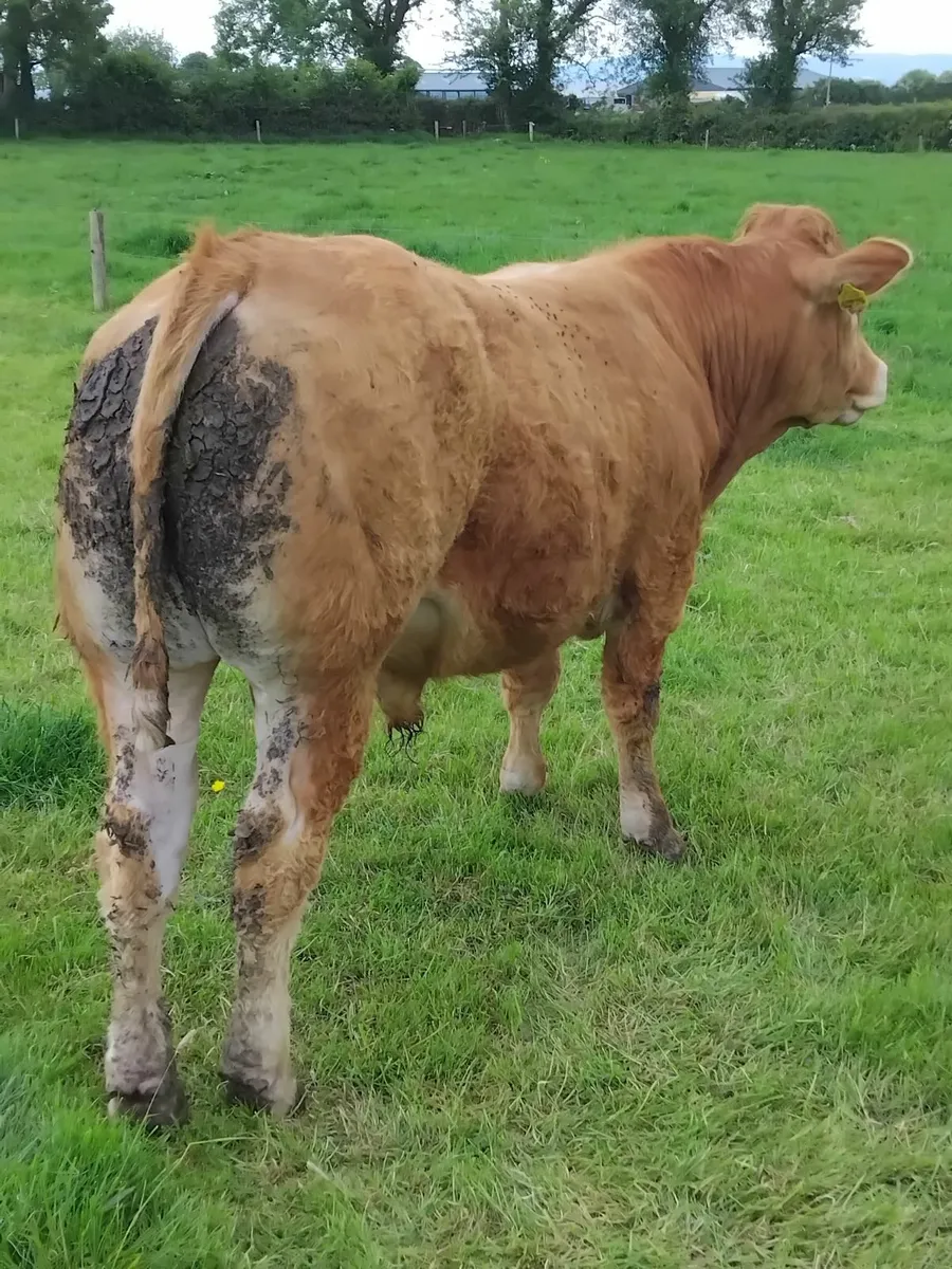 Bull - Image 2