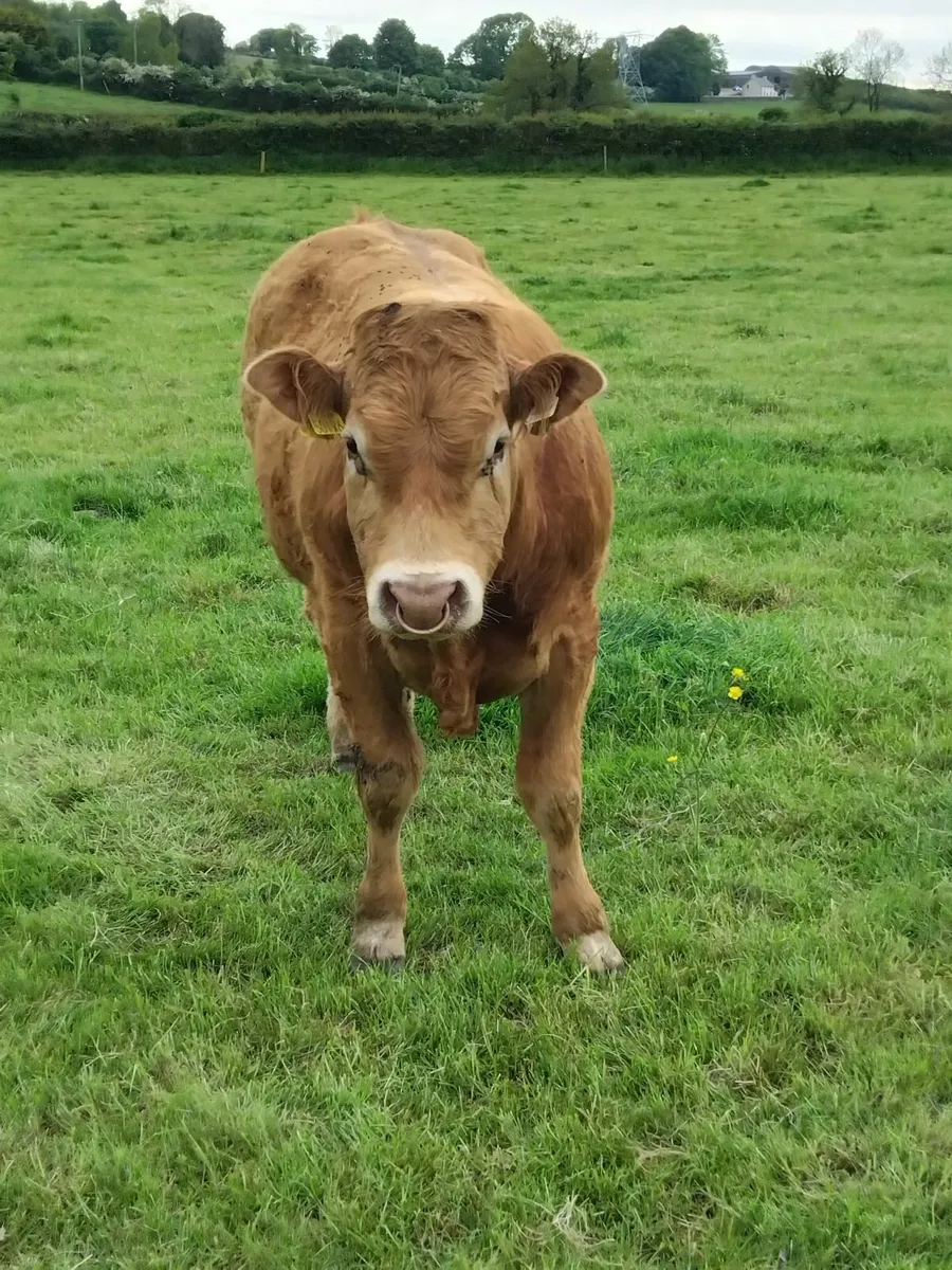 Bull - Image 3