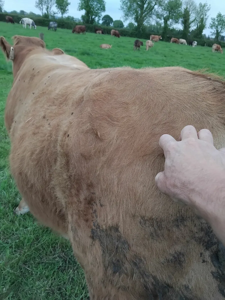 Bull - Image 4