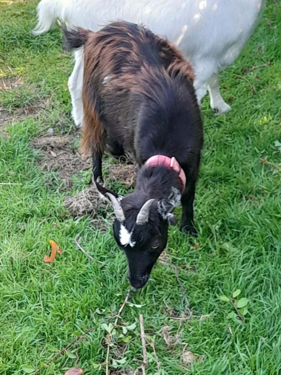 Goats - Image 2