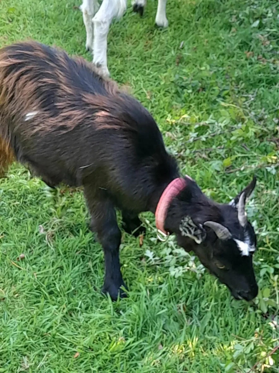 Goats - Image 3