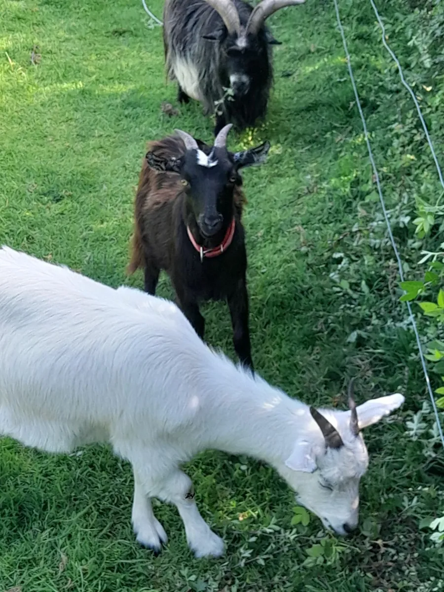 Goats - Image 4
