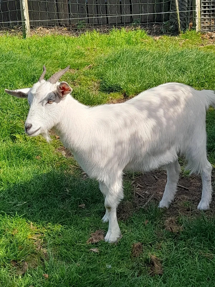 Goats - Image 1