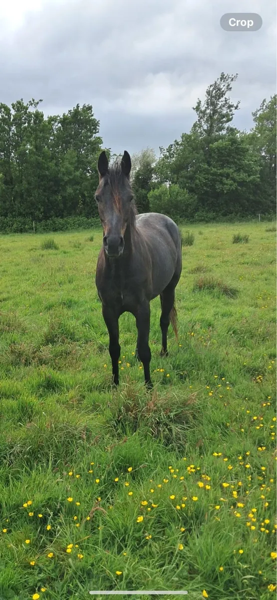 Zapatero 2 year old gelding - Image 1