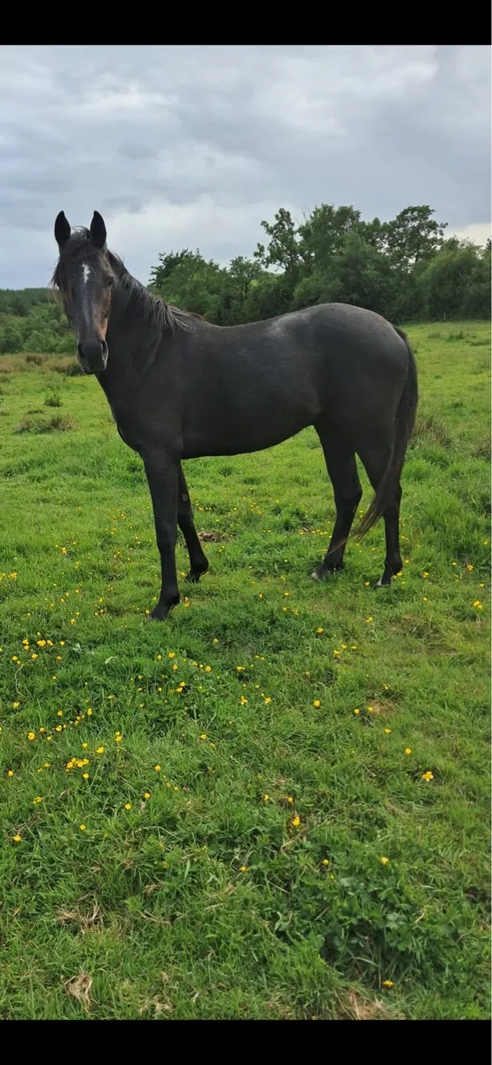 Zapatero 2 year old gelding - Image 2