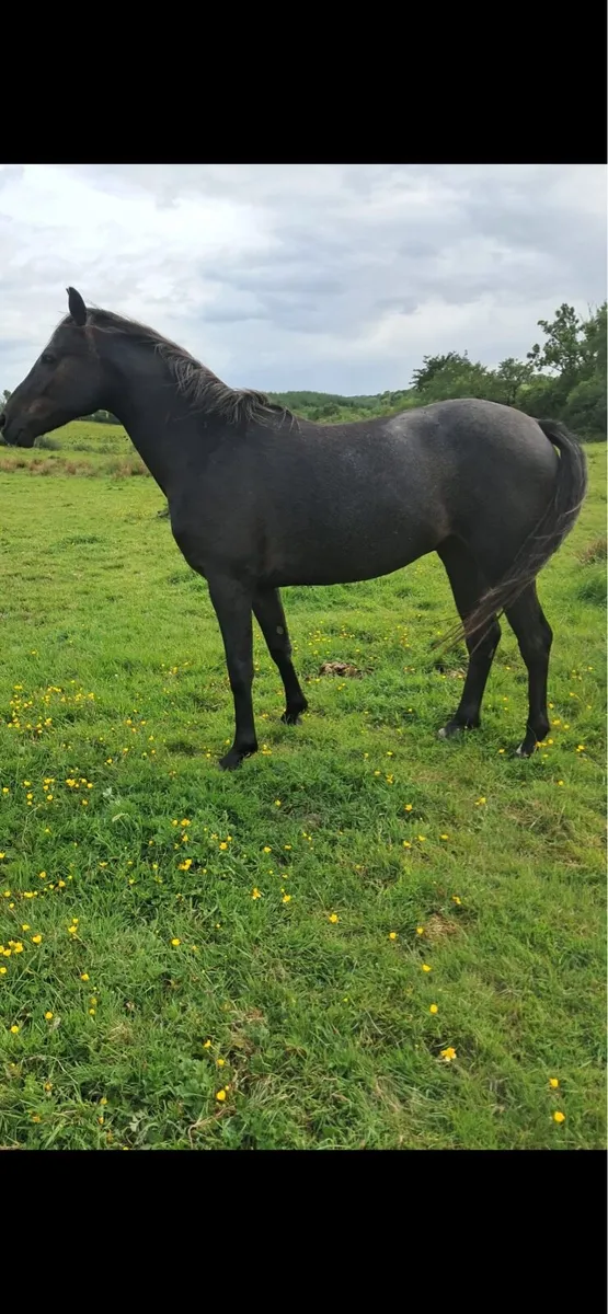 Zapatero 2 year old gelding - Image 3