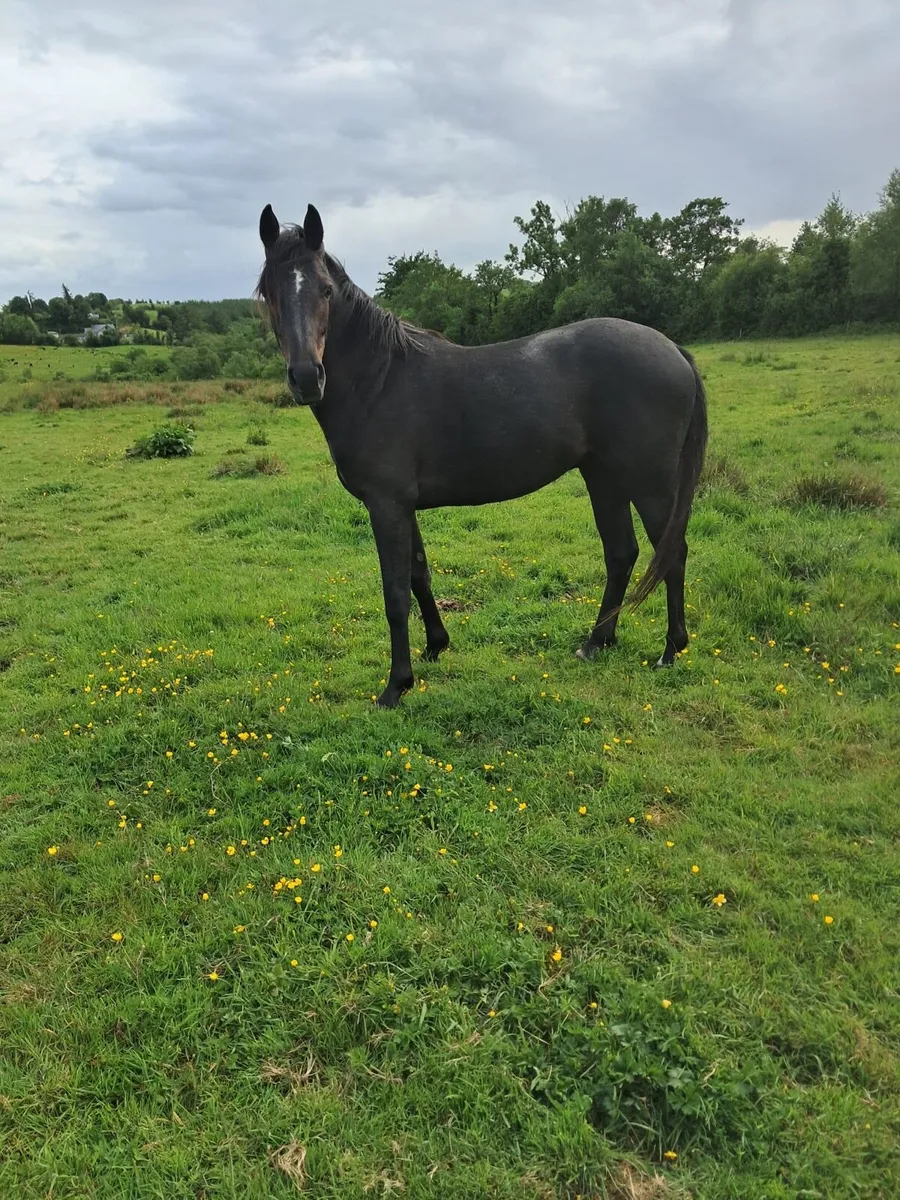 Zapatero 2 year old gelding - Image 4