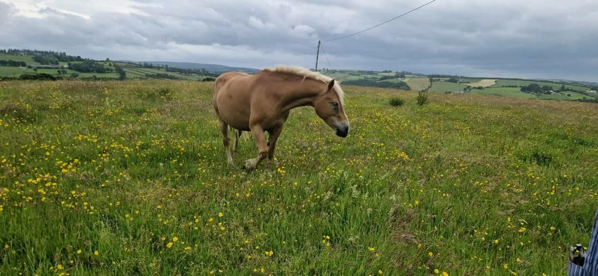 Halflinger mare and foal - Image 1