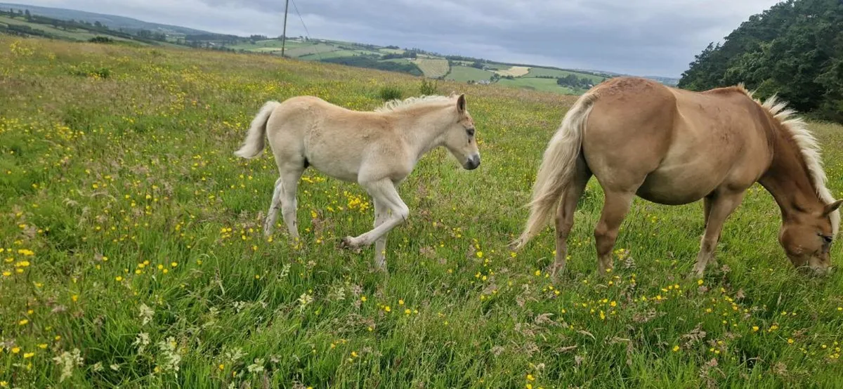Halflinger mare and foal - Image 2