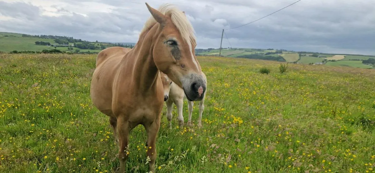 Halflinger mare and foal - Image 3