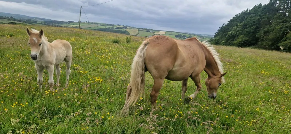 Halflinger mare and foal - Image 4