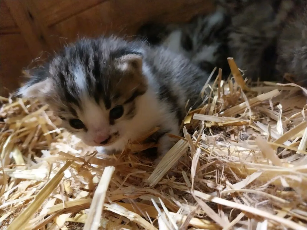 Kittens - Image 1