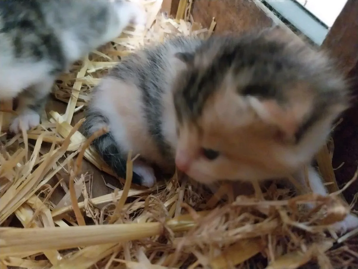Kittens - Image 3