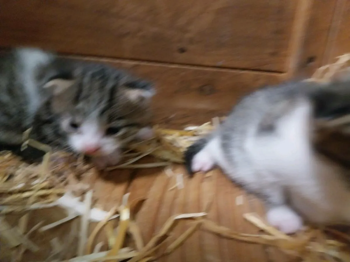 Kittens - Image 4