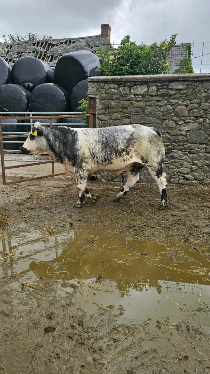 Continental bullocks - Image 1