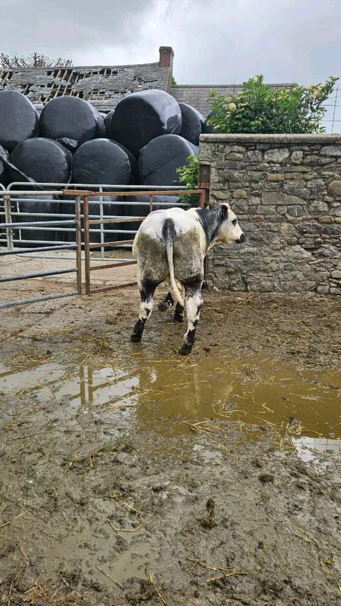 Continental bullocks - Image 2