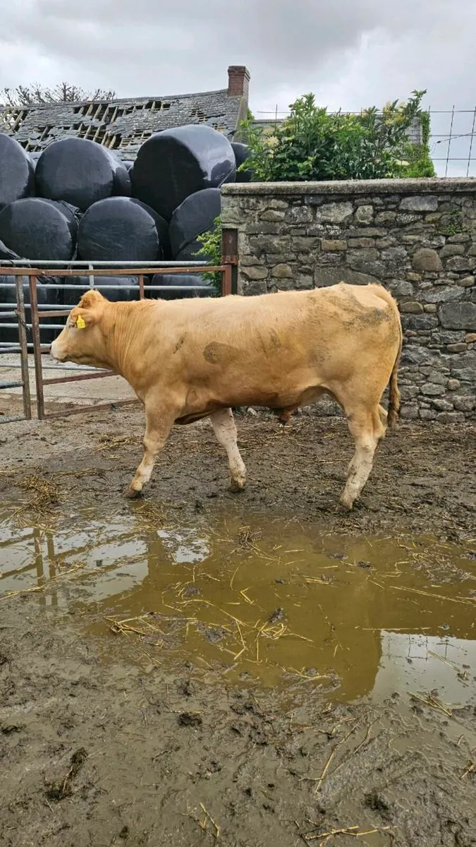 Continental bullocks - Image 3