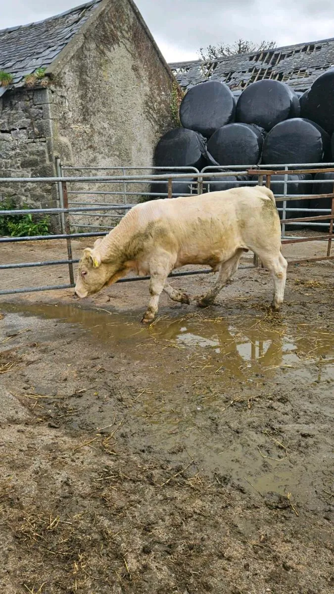 Continental bullocks - Image 4