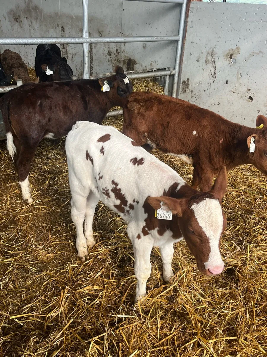 Dairy Heifers - Image 1