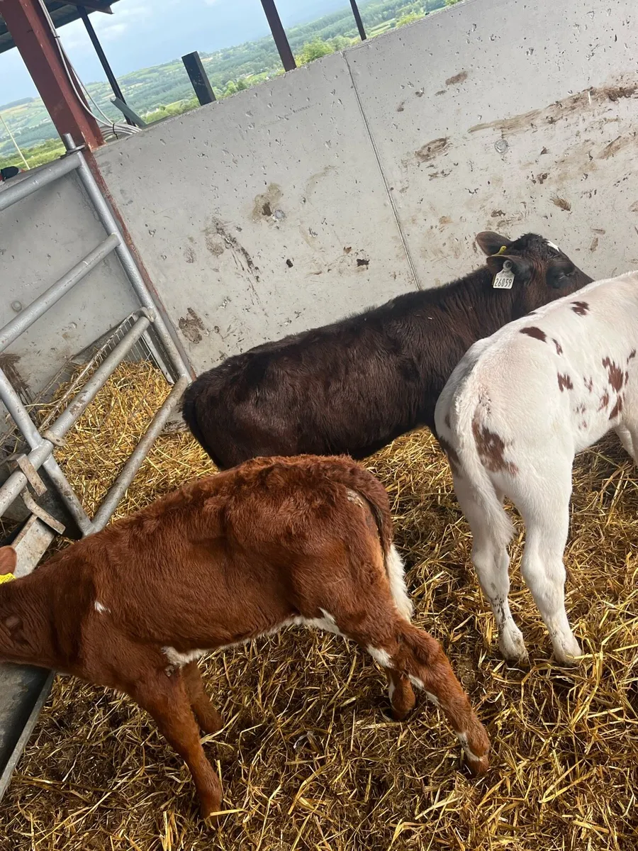 Dairy Heifers - Image 2
