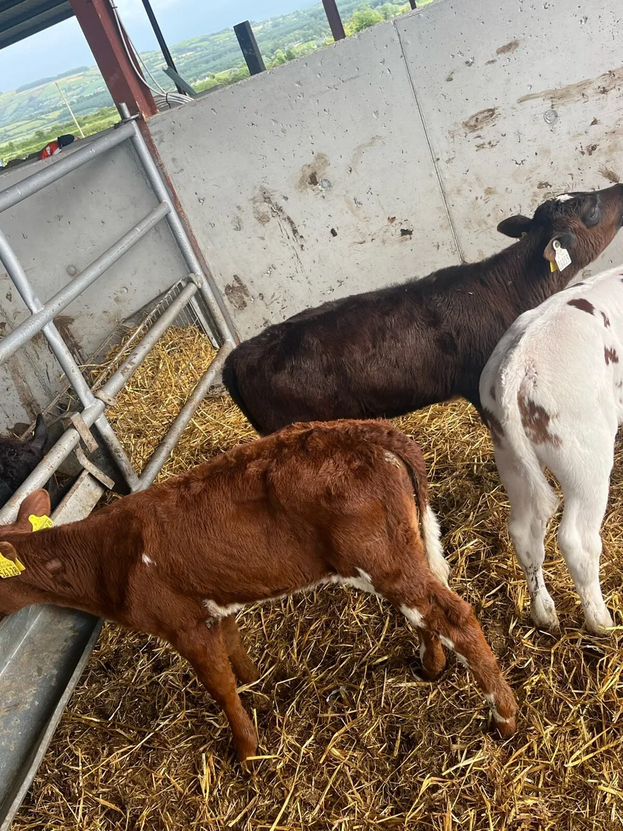 Dairy Heifers - Image 3