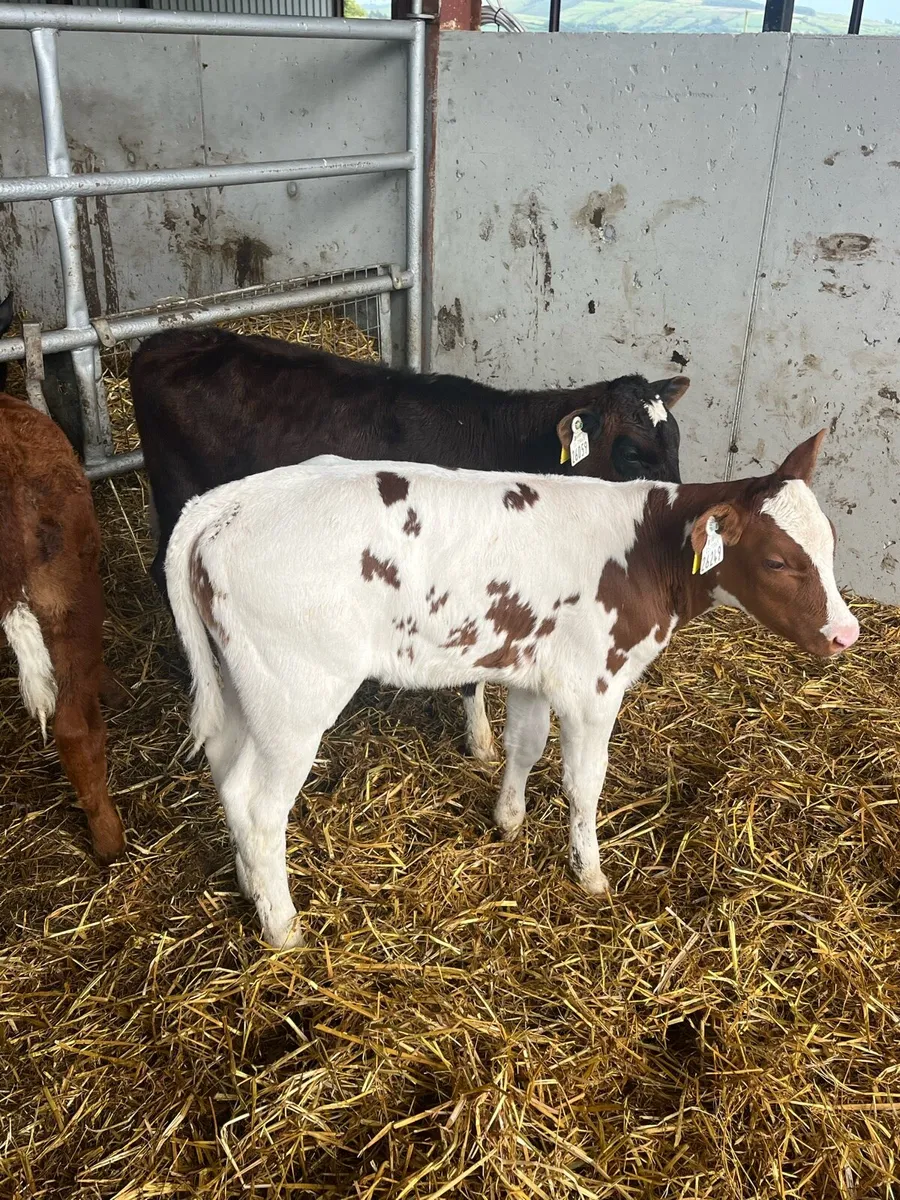 Dairy Heifers - Image 4