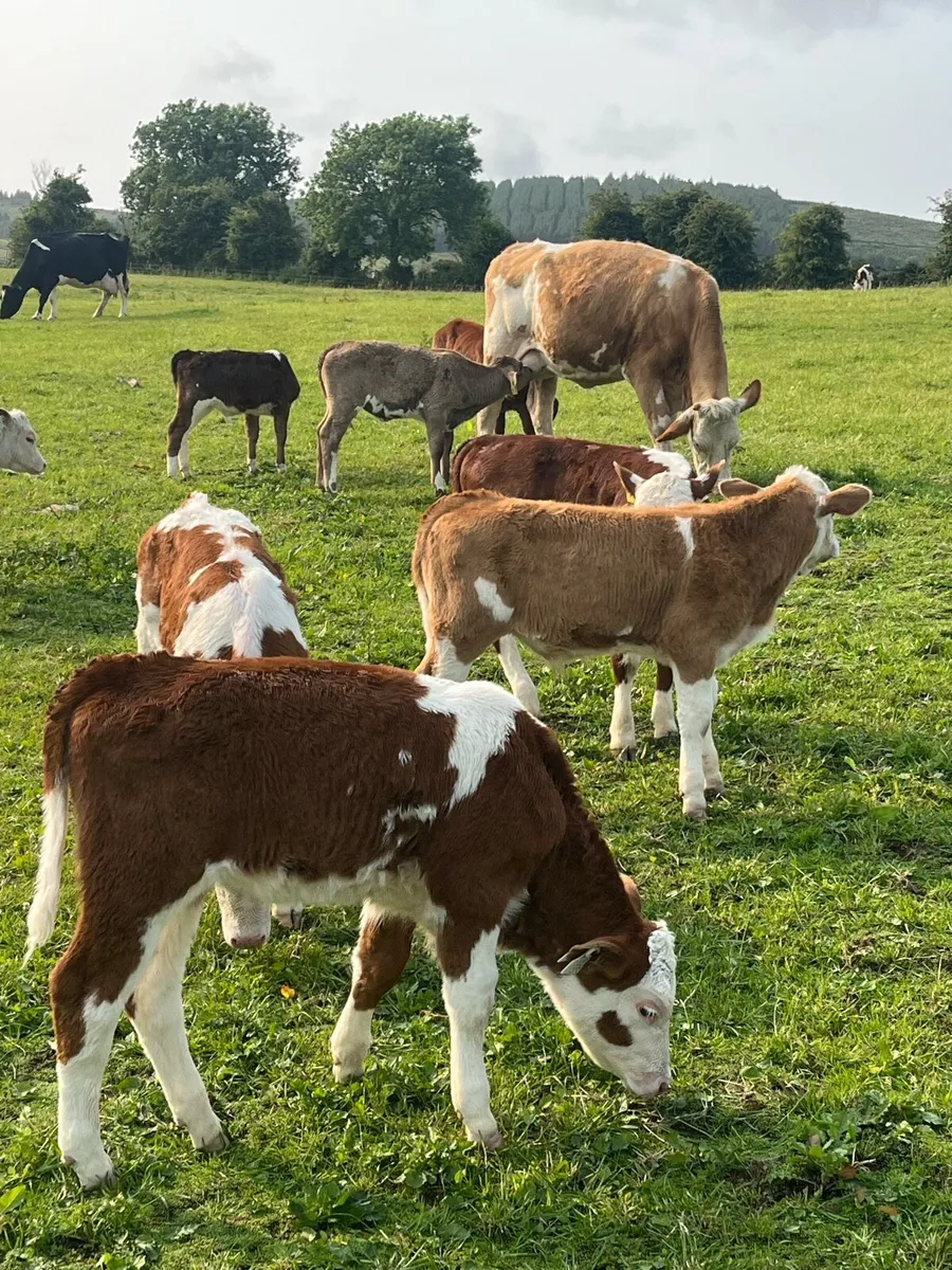 Suckler runner heifers - Image 3