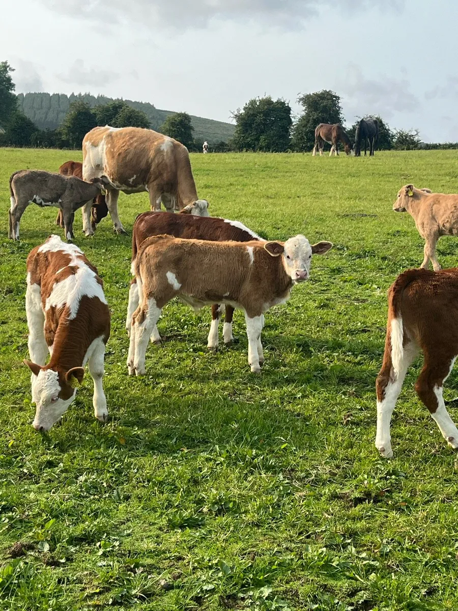 Suckler runner heifers - Image 4