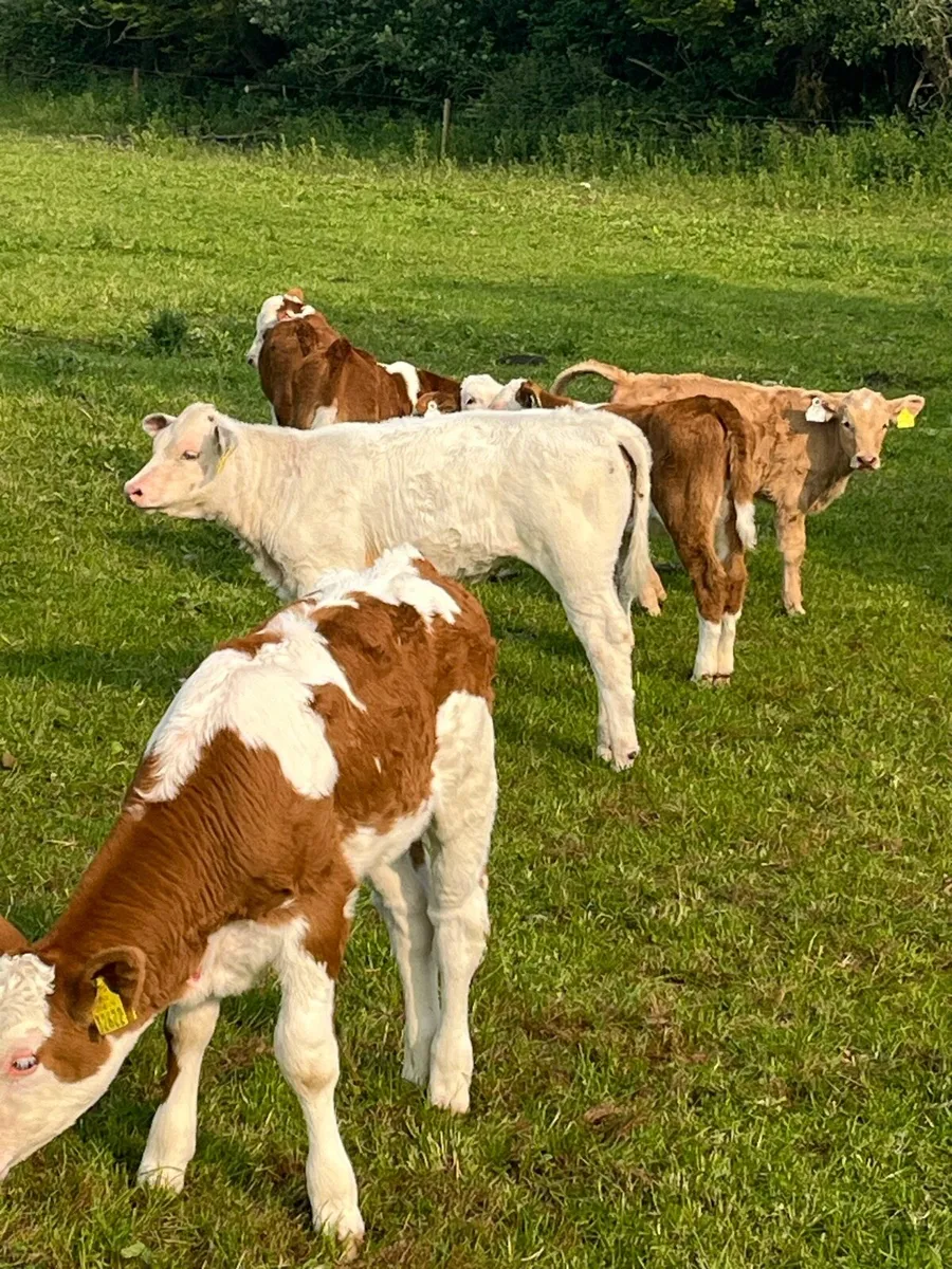 Suckler runner heifers - Image 2