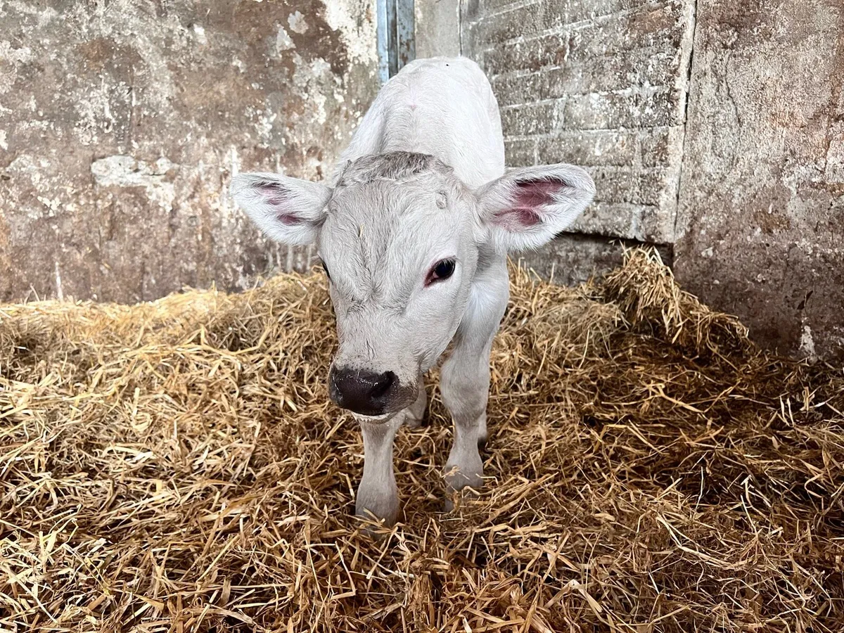 Beef bred calf and genuine reason for selling - Image 2