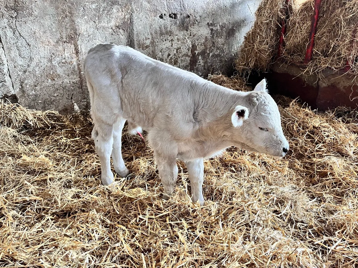 Beef bred calf and genuine reason for selling - Image 3