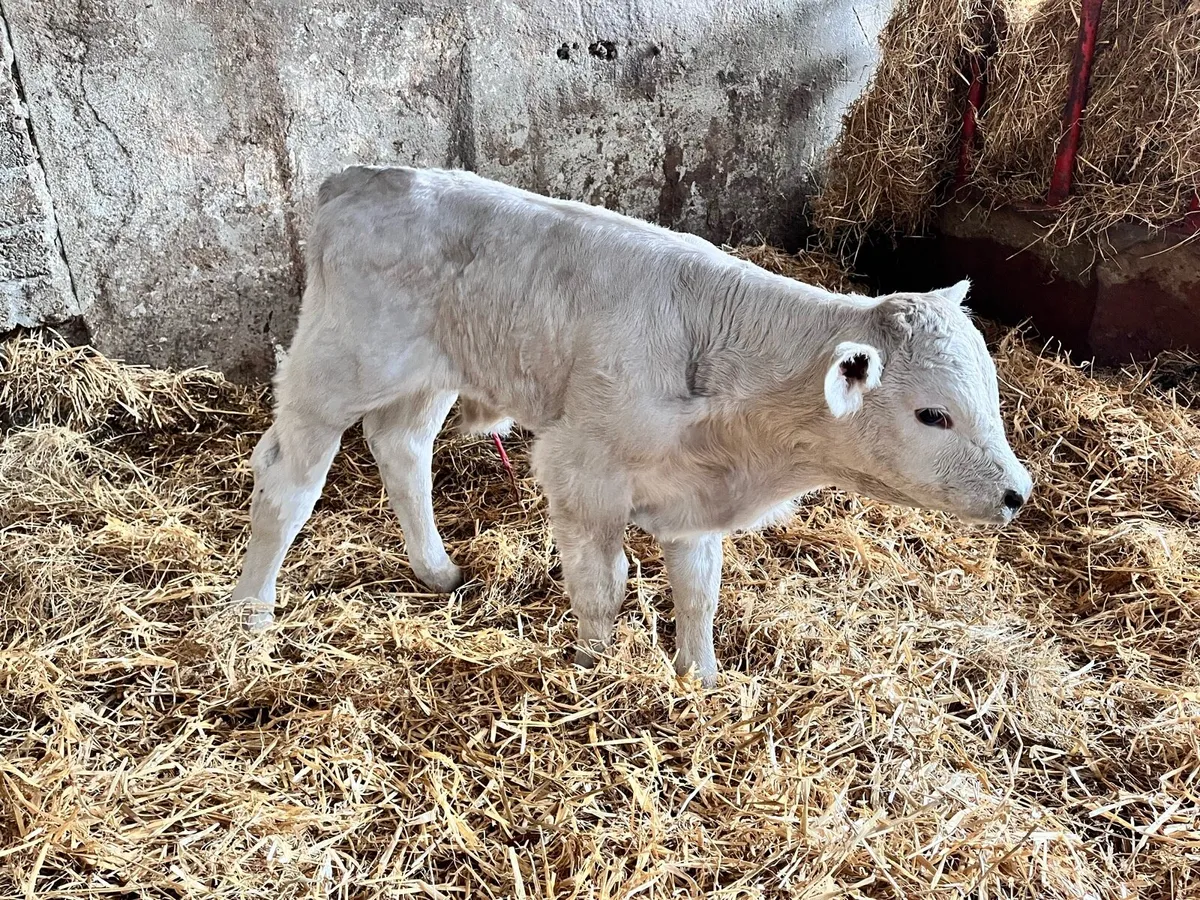 Beef bred calf and genuine reason for selling - Image 4
