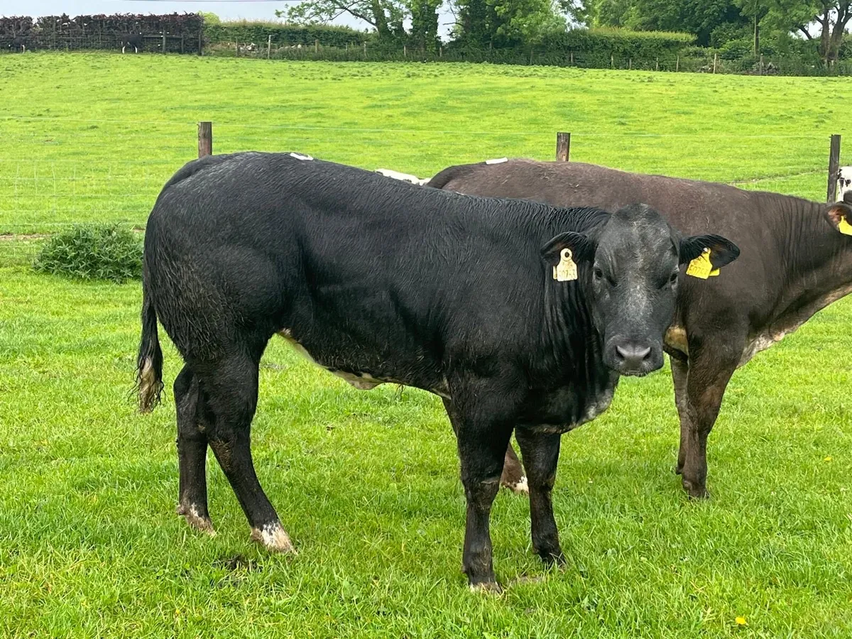 2 super  blue show type heifers - Image 1