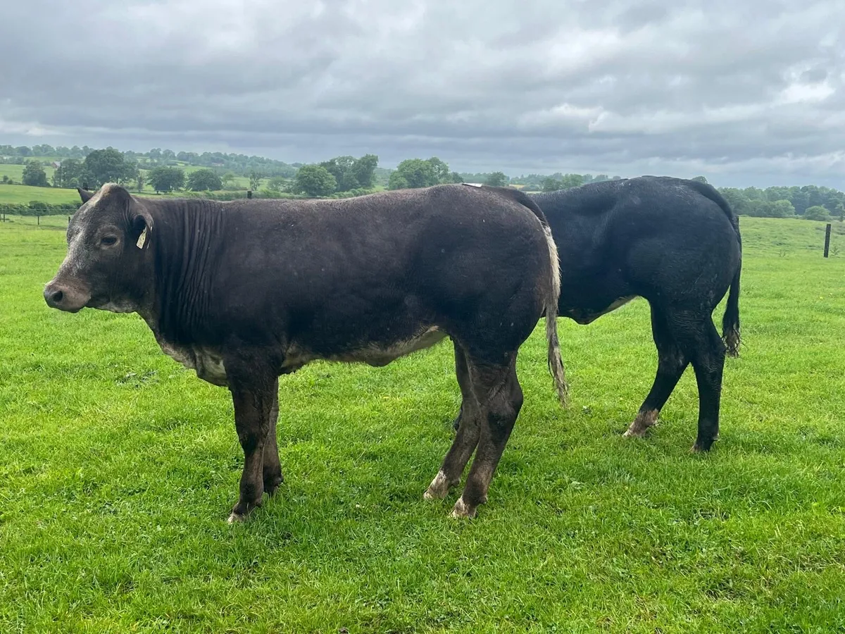 2 super  blue show type heifers - Image 3