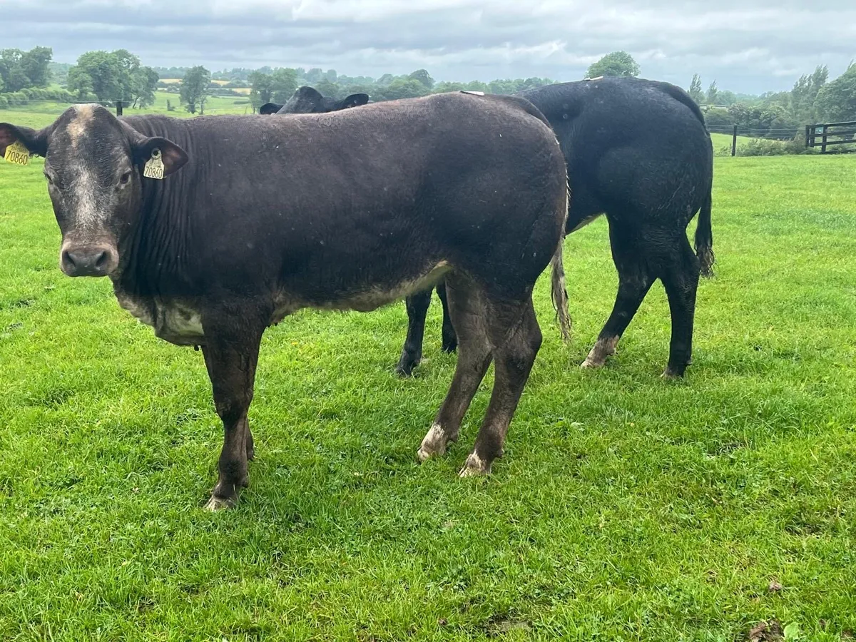 2 super  blue show type heifers - Image 4