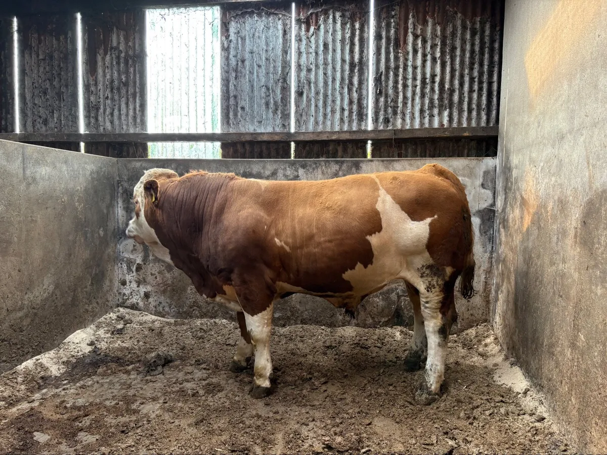 Bulls - Image 1