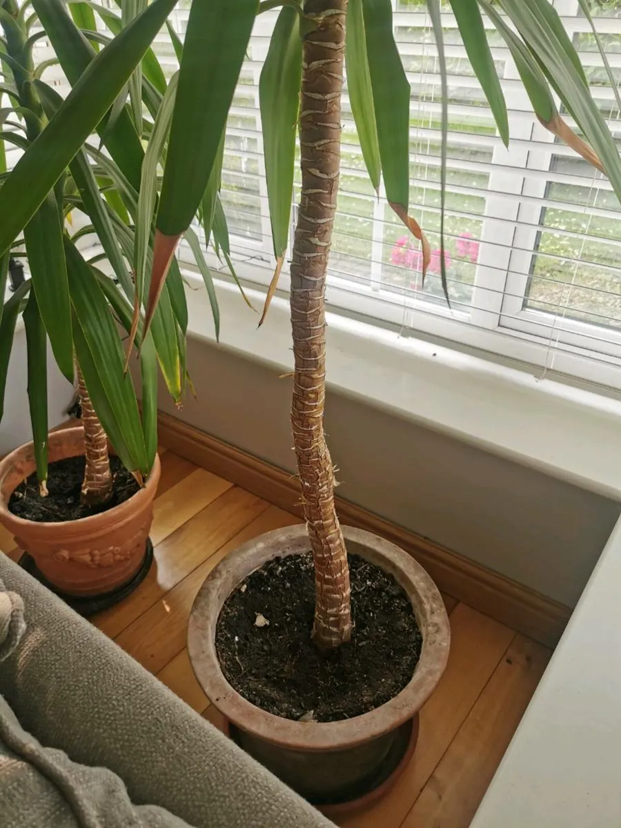 Yucca - Image 1