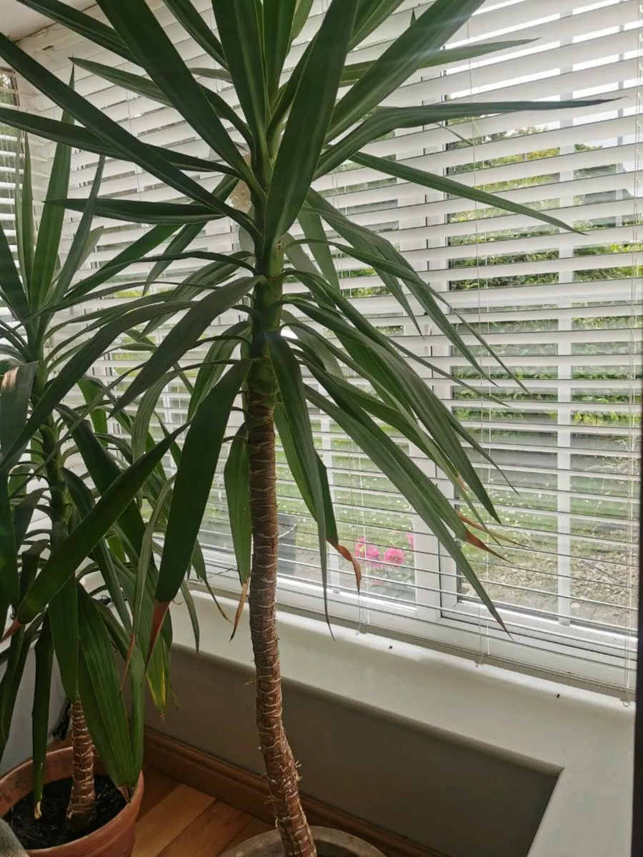 Yucca - Image 2