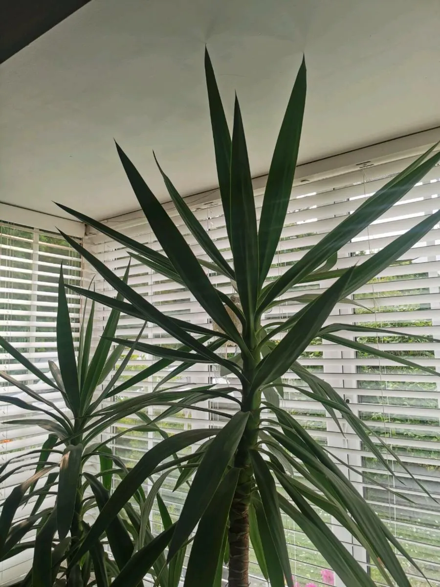 Yucca - Image 3
