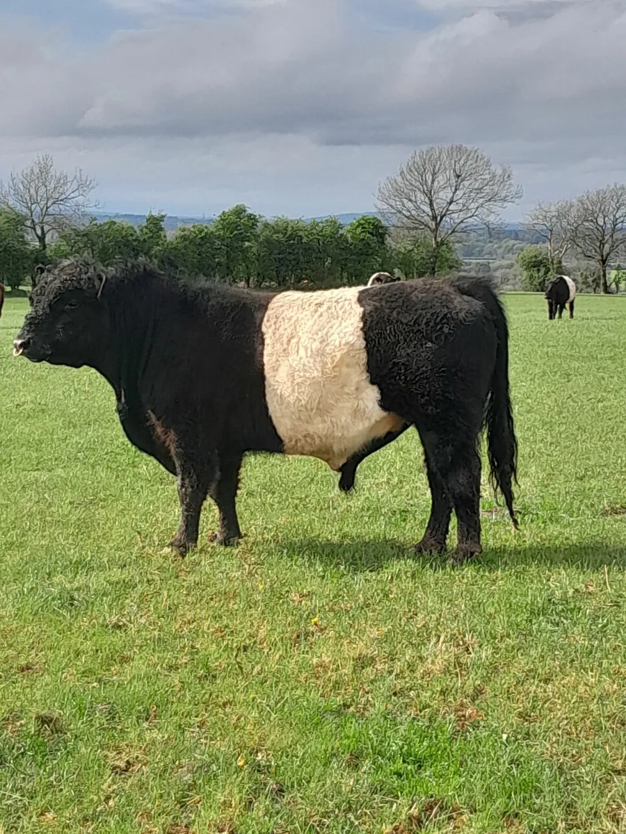 Belted Galloway Bull - Image 2