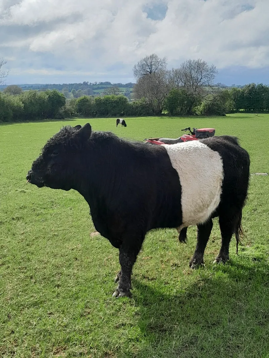 Belted Galloway Bull - Image 3