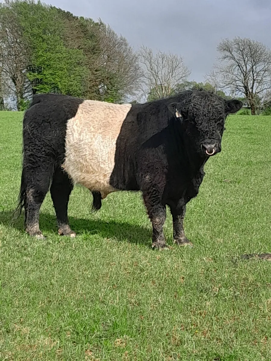 Belted Galloway Bull - Image 1
