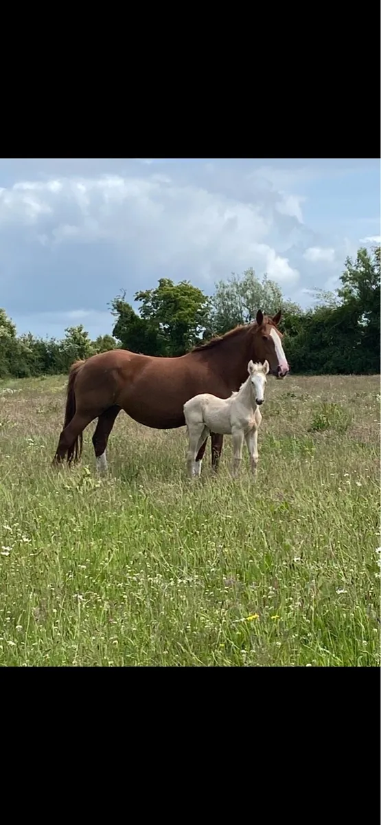Mare and Foal - Image 1