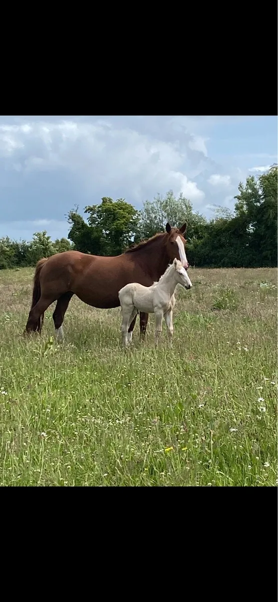 Mare and Foal - Image 2