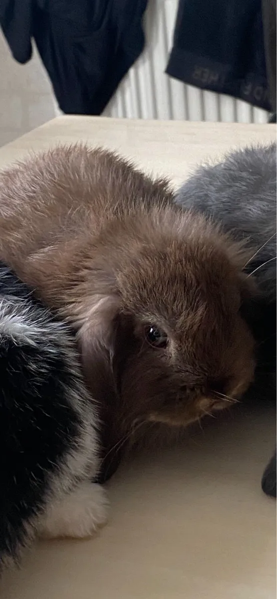 Rabbits - Image 2