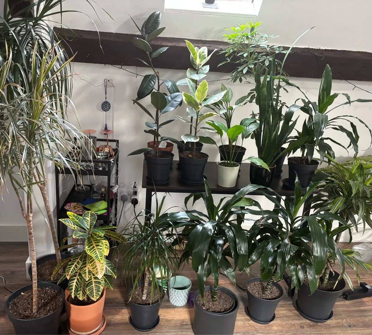 Set of House Plants & Cacti - Image 1
