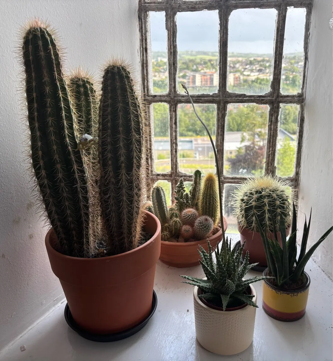 Set of House Plants & Cacti - Image 2