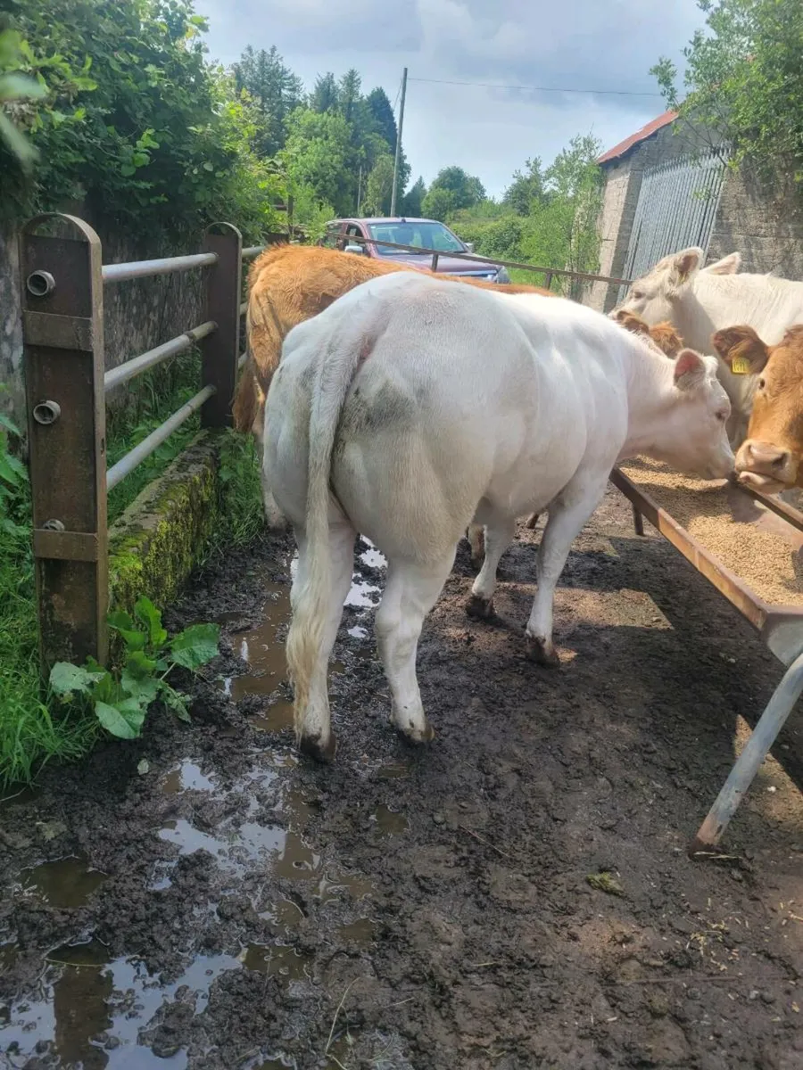 Bulling heifer - Image 1