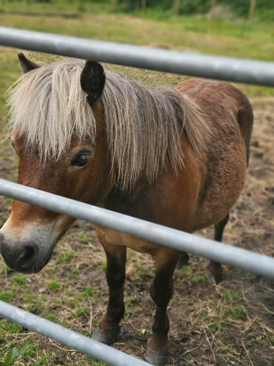 Perfect first pony - Image 2