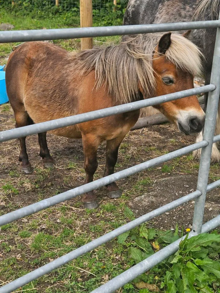 Perfect first pony - Image 4